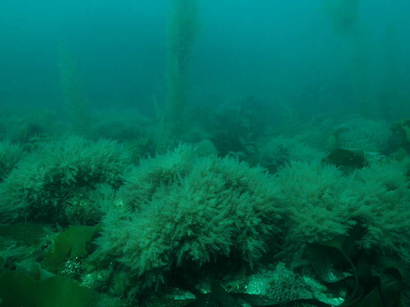 Modal: <em>Sargassum muticum</em> on shallow slightly tide-swept infralittoral mixed substrata